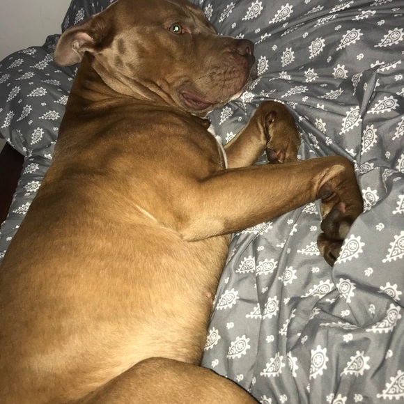 Meet your Posher, Hailey - Picture 1 of 1